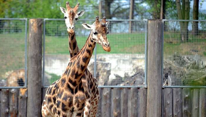 zoo